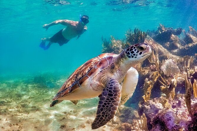 Tulum Mayan Ruins and Snorkeling with Turtles at Akumal - Who Should Book This Akumal + Tulum Combo?