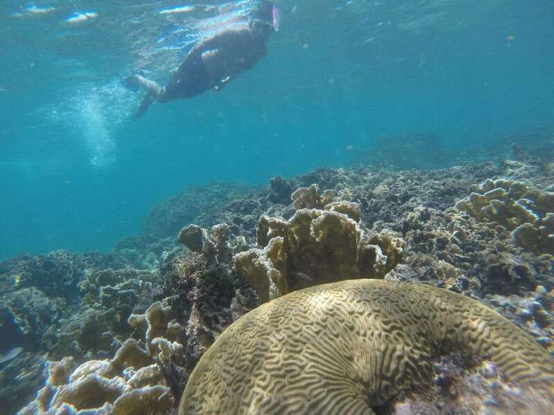 Tulum: Private Snorkel and Sailing Experience - Key highlights to know before you go