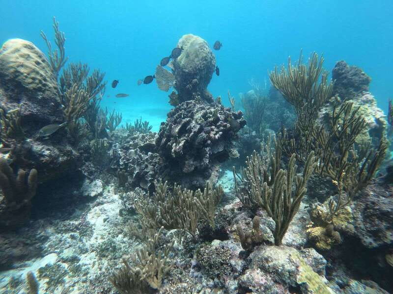 Tulum: Private Snorkel and Sailing Experience - Entering at Pocna Tulum Beach Club: The start that sets the tone