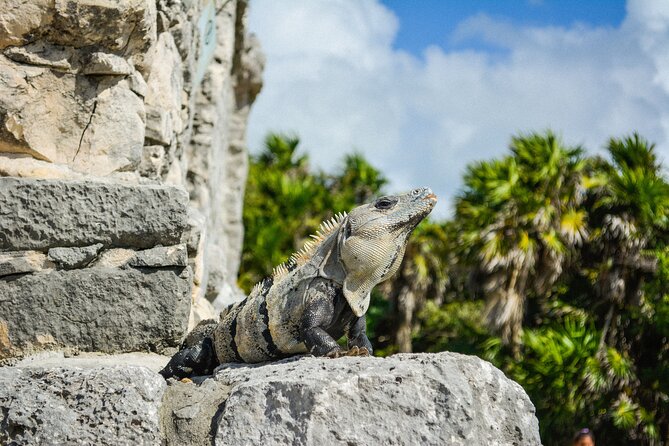Tulum Ruins and Jaguar Park, Private Round Trip and Tickets - Jaguar Park in the name: what to confirm before you go