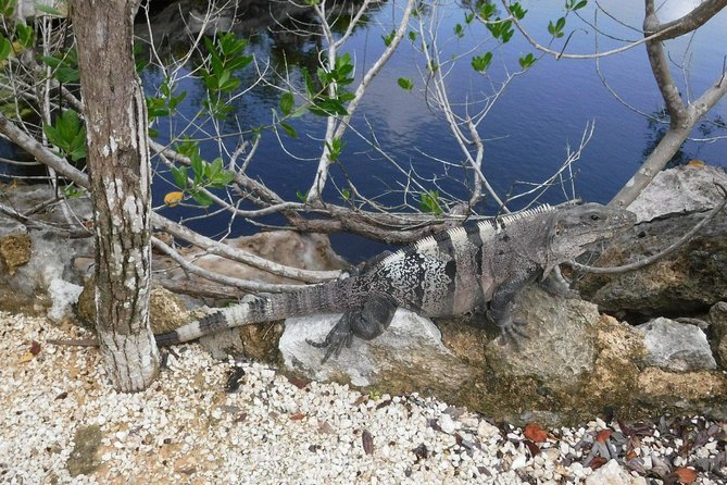 Tulum Ruins Tour (Private, Half Day) - Door-to-Door Pickup Across the Riviera Maya