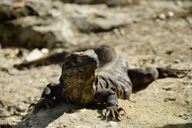 Tulum Ruins, Turtles in Akumal and Cenote tour - Lunch and snacks: tacos that actually work for picky diets