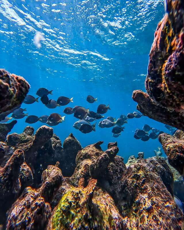 Tulum: Snorkeling at Paradise Reef - Key things to know before you go