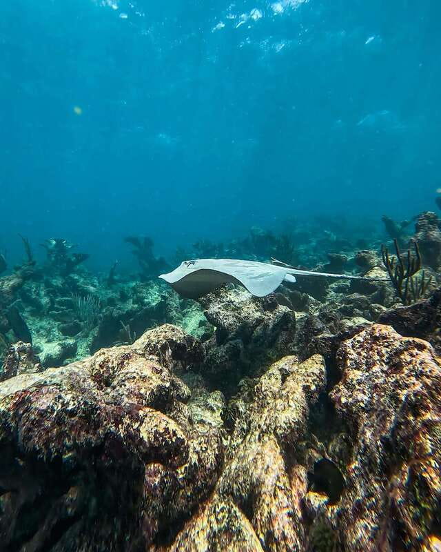 Tulum: Snorkeling at Paradise Reef - Price breakdown: what $35 includes, and what extra you might pay