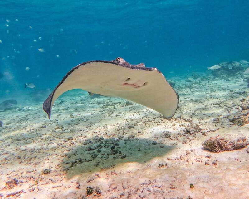 Tulum: Snorkeling at Paradise Reef - What to bring so your 90 minutes feel effortless
