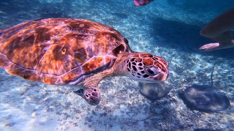 Tulum: Snorkeling at Paradise Reef - Meeting at Tulum Snorkel Services and the ride to the reef