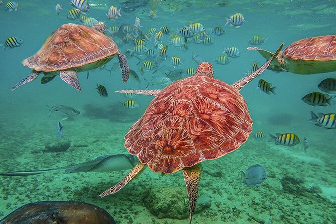 Tulum, Snorkeling with Sea Turtles, Cenote and Beachside Lunch - The Pickup Reality: Start Time vs Pickup Time