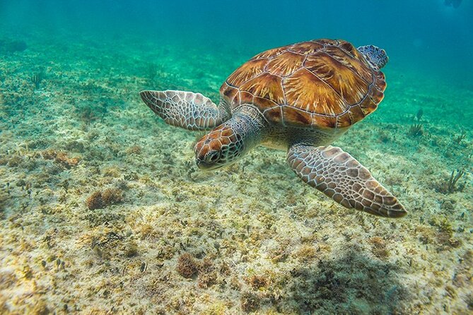 Tulum, Snorkeling with Sea Turtles, Cenote and Beachside Lunch - Stop 2: Cenote el Sueño Underground Swimming (Phone-Free, Cool, and Rules-Based)