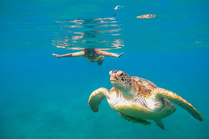 Turtle and Reef Sanctuary Snorkeling - Turtle and Reef Sanctuary Snorkeling in Akumal: what you’re really signing up for