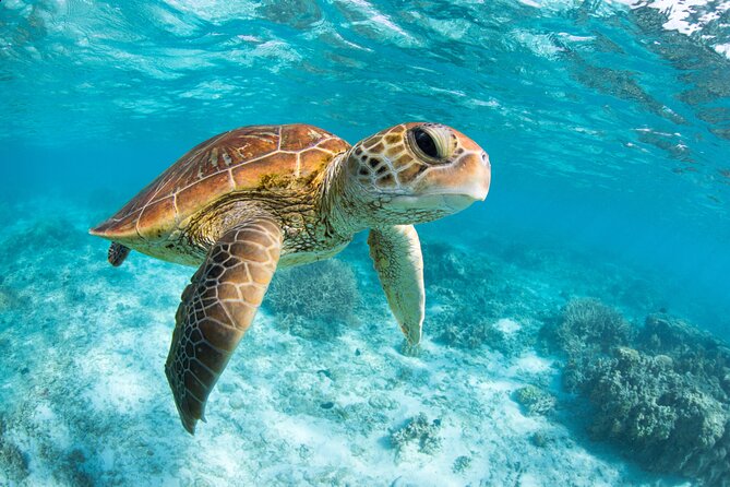 Turtle and Reef Sanctuary Snorkeling - Your guides: bilingual help, and in-water support that matters