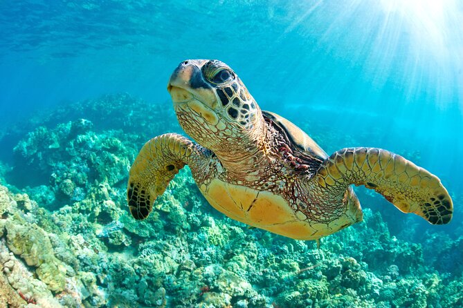 Turtle and Reef Sanctuary Snorkeling - What you’ll see underwater: turtles, coral habitat, and fish