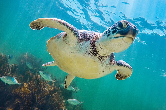 Turtle and Reef Sanctuary Snorkeling - Should you book the Turtle and Reef Sanctuary snorkeling tour?