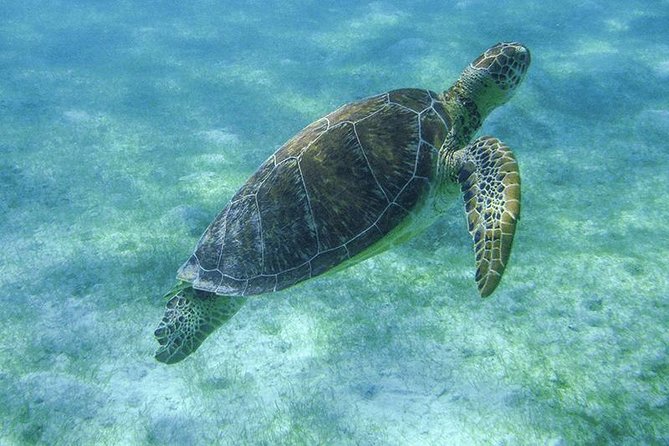 Turtle Snorkeling Adventure from Cancun - Price and Logistics: What You’re Really Paying For