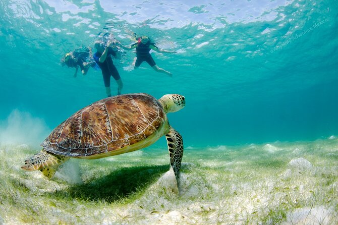 Turtle Snorkeling Private Tour – Sea Turtles & Cenote in Tulum - Shore Snorkeling at Akumal Beach: Sea Turtles Without the Boat