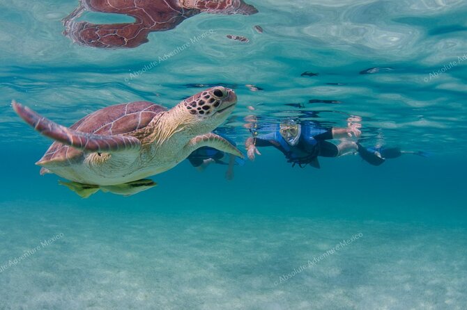 Turtle Snorkeling Private Tour – Sea Turtles & Cenote in Tulum - Price and Value: Is $197 Per Person Fair?