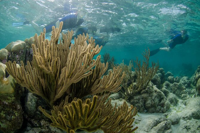 Turtle Snorkeling Private Tour – Sea Turtles & Cenote in Tulum - Weather and Comfort: The Day Still Matters
