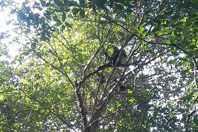 Wild Monkey Adventure (Private, Full Day) - Punta Laguna’s jungle is the whole point