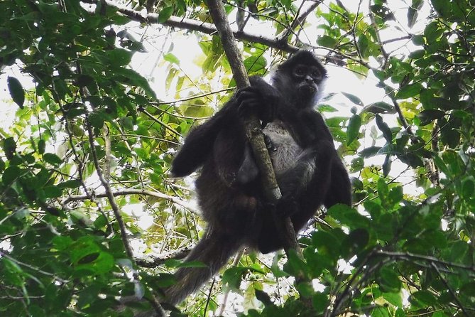 Wild Monkey Adventure (Private, Full Day) - The jungle walk: spotting monkeys, birds, and iguanas in the wild