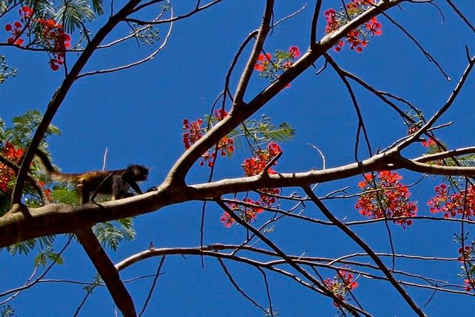 Wild Monkey Adventure (Private, Full Day) - Price and value: what $244 buys you in the real world