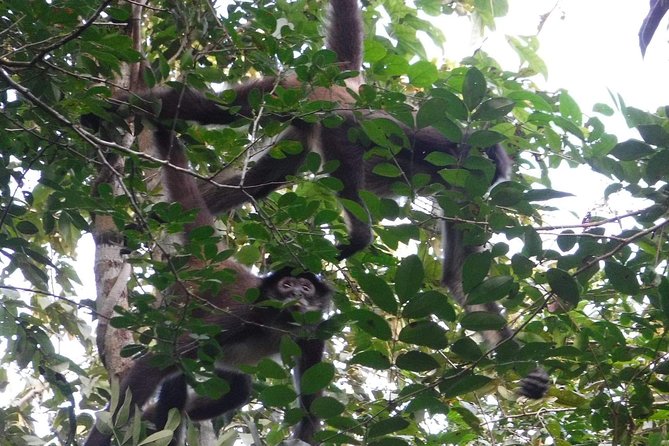 Wild Monkey Adventure (Private, Full Day) - Pickup from Tulum (and the A/C comfort factor)
