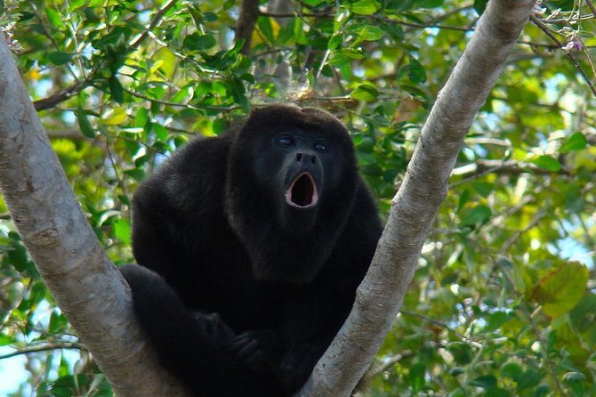 Wild Monkey Tour (Private, Half Day) - Quick hits before you go