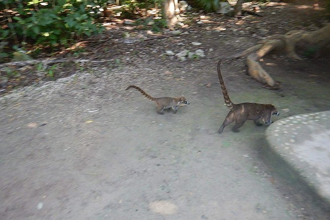 Wild Monkey Tour (Private, Half Day) - Pickup and timing: what the 1:00 pm start changes for you
