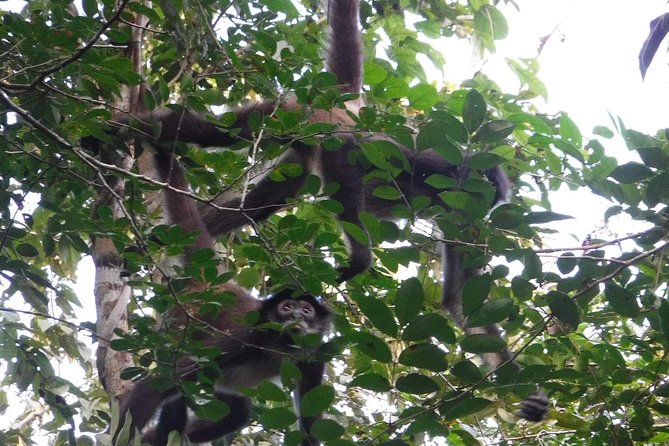 Wild Monkey Tour (Private, Half Day) - The guides that make this more than just a walk