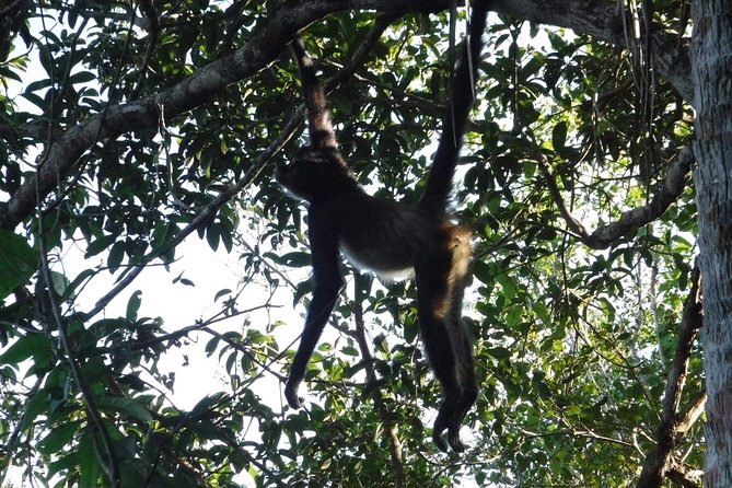 Wild Monkey Tour (Private, Half Day) - Price and value: is $189 per person fair?