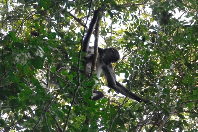 Wild Monkey Tour (Private, Half Day) - What to wear and bring (so you don’t suffer unnecessarily)