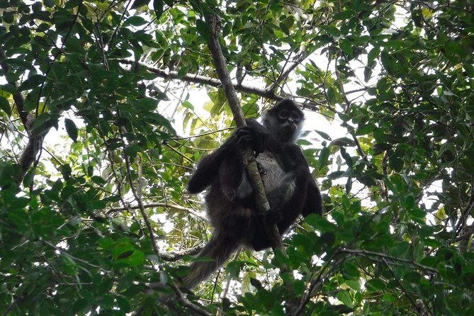 Wild Monkey Tour (Private, Half Day) - Should you book this Wild Monkey Tour in Tulum?