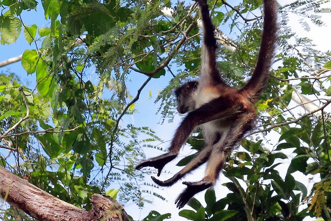 Zip lining and Canoe Monkey jungle in Tulum - How hard is it, really? (And how to feel comfortable)